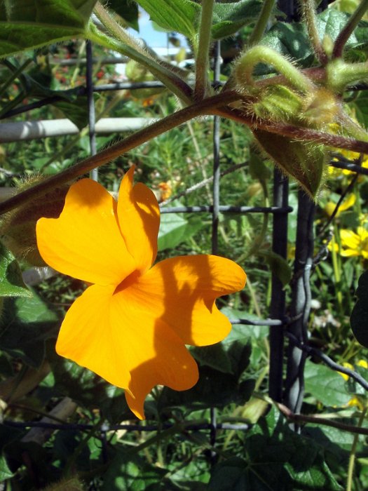 Thunbergia gregorii Mango' fleur
